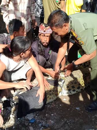 Photo : Proses evakuasi buaya sepanjang 2,5 meter milik Andiyas yang dilakukan oleh BKSDA Jatim bersama warga