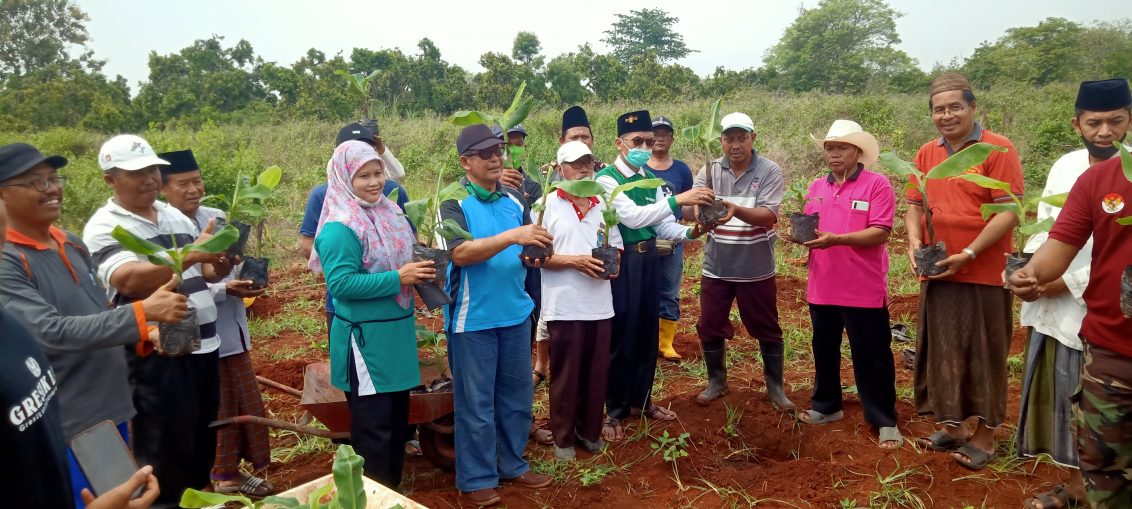 Launching penanaman bibit pisang canvendis oleh LPNU Ujungpangkah di kebun Desa Bolo Kecamatan Ujungpangkah