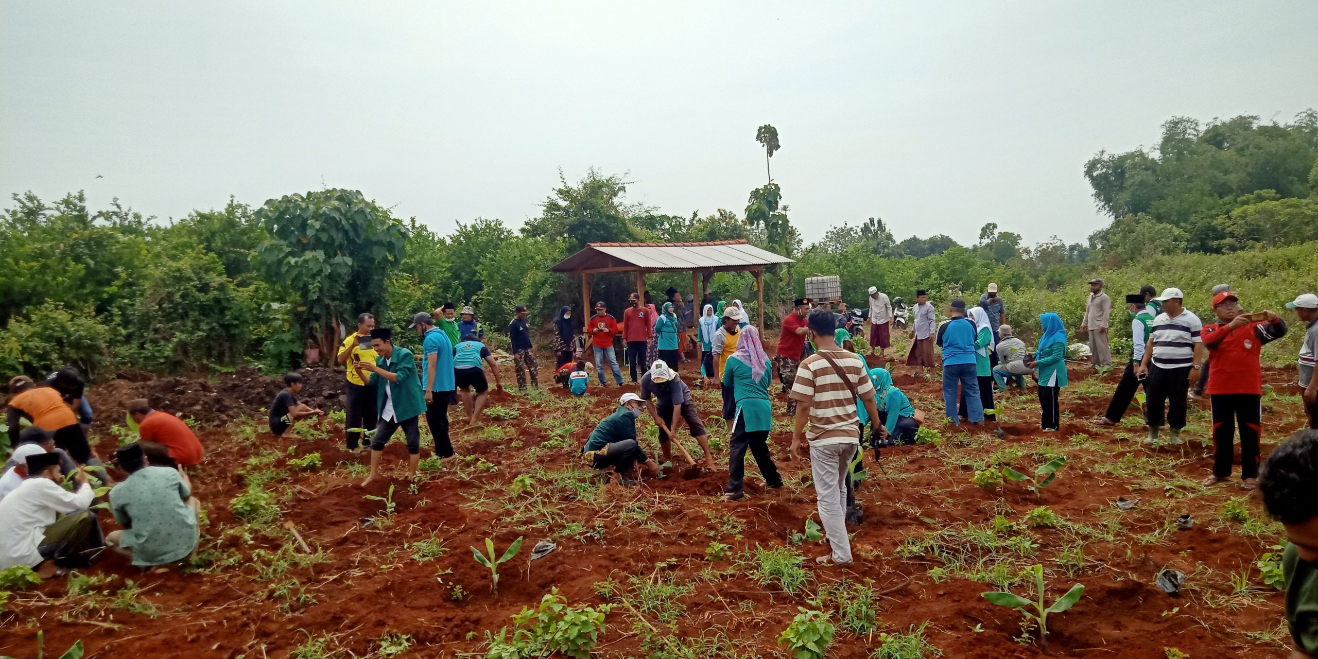 Launching penanaman bibit pisang canvendis oleh LPNU Ujungpangkah di kebun Desa Bolo Kecamatan Ujungpangkah.